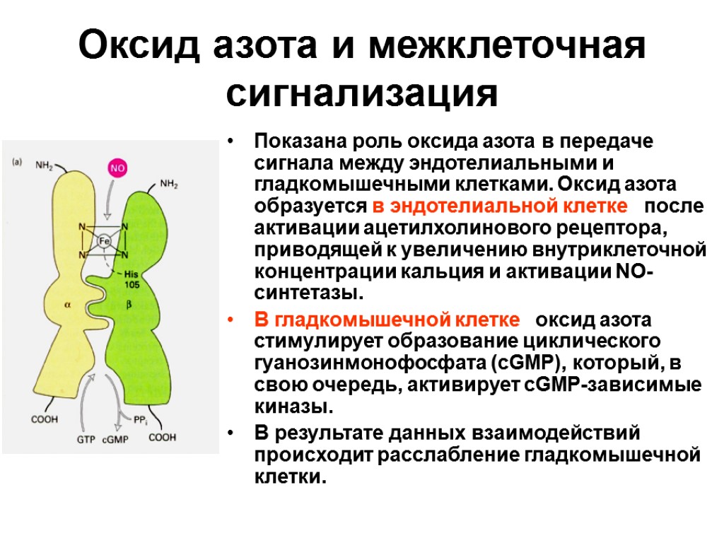 Оксид азота и межклеточная сигнализация Показана роль оксида азота в передаче сигнала между эндотелиальными